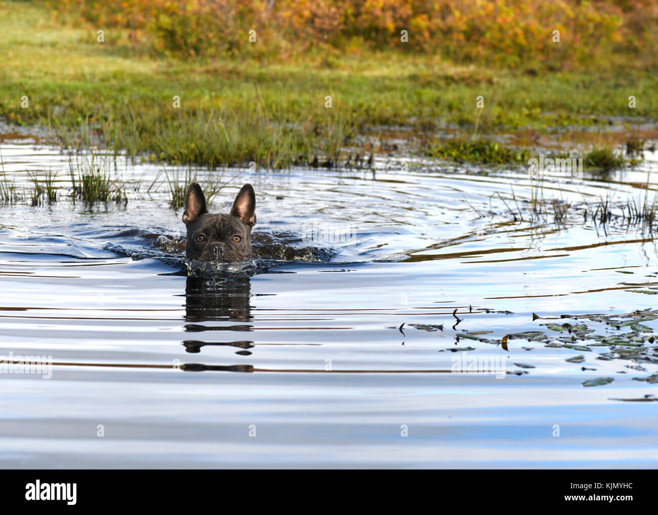 Atemberaubende blaue Französische Bulldogge, spielen in der Landschaft schwimmen in einem Stream, verschwommenen Hintergrund Text Overlay unterzubringen Stockfoto