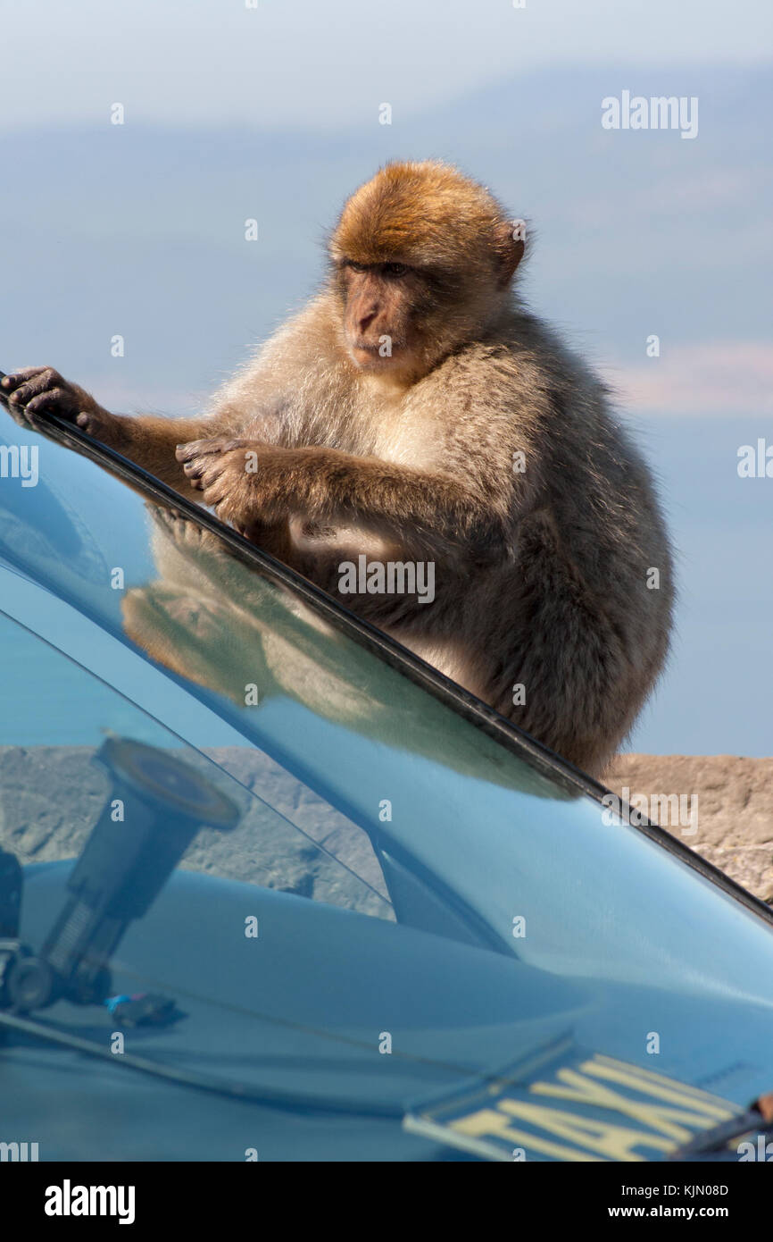 Barbary Macaque auf Gibraltar Taxi Stockfoto