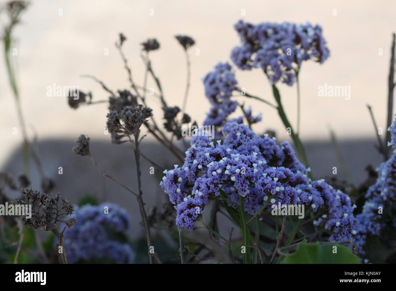 Meer Lavendel auf Gran Canaria Stockfoto