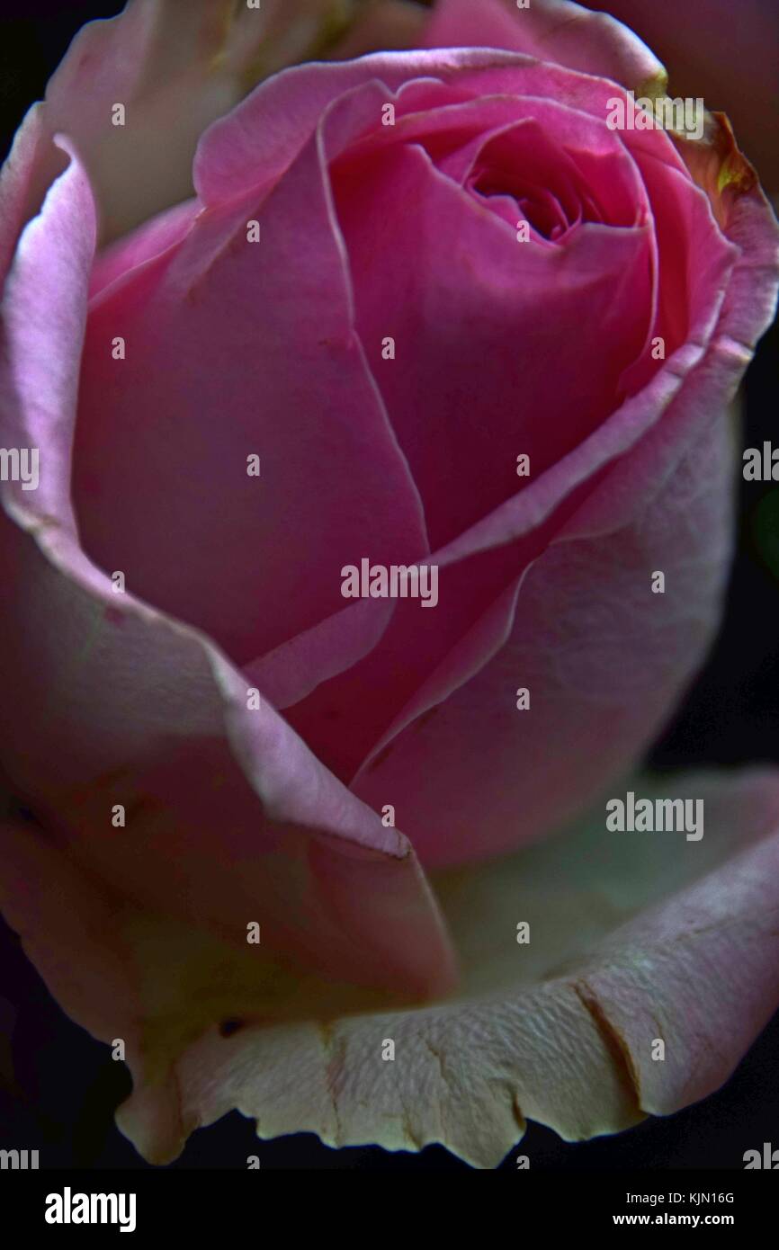 Geschenk´s Valentinstag, perfekte rosa Rose Stockfoto