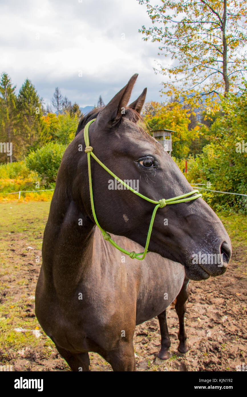 Große schwarze Pferd neben Kamera Stockfoto