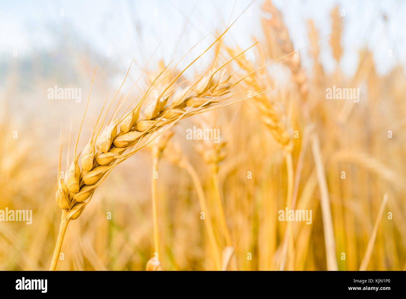 Reife weizenähren am Morgen Stockfoto