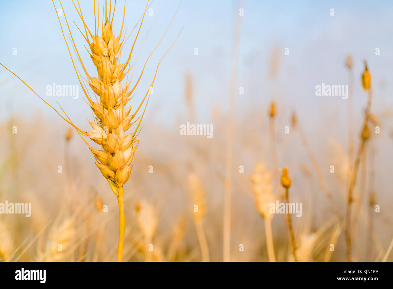 Reife weizenähren am Morgen Stockfoto