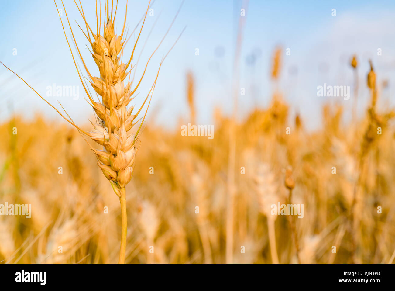 Reife weizenähren am Morgen Stockfoto