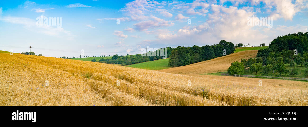 Panorama von Weizen Feld am Morgen in Kansas Stockfoto