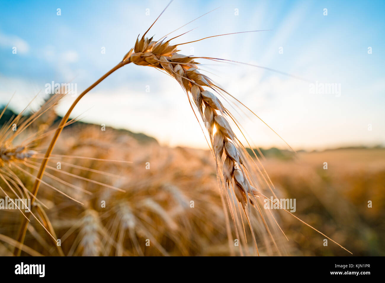 Reife weizenähren am Morgen Stockfoto