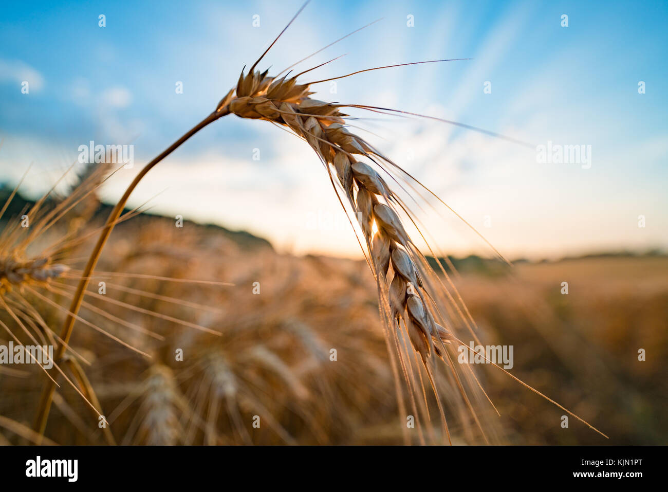 Reife weizenähren am Morgen Stockfoto