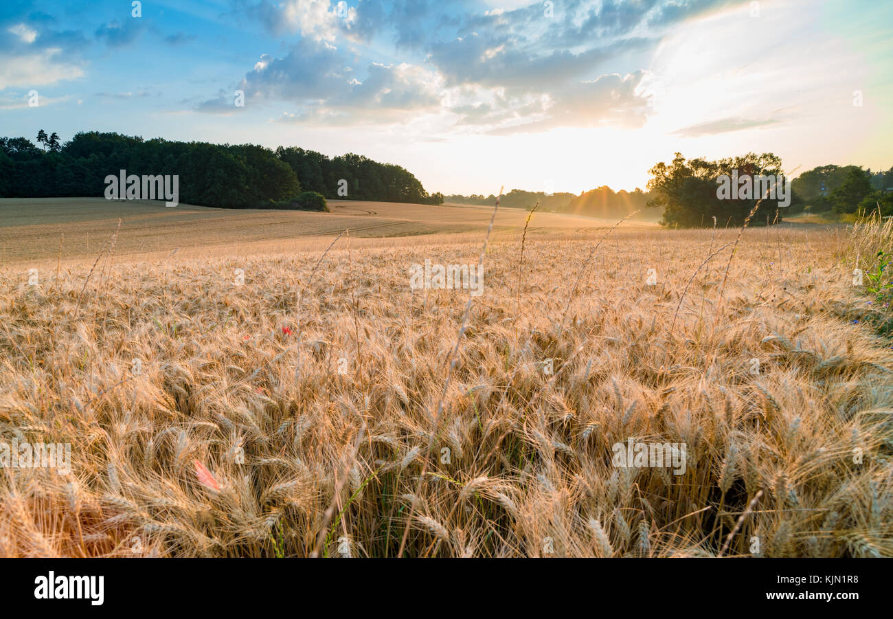 Reife weizenähren am Morgen Stockfoto
