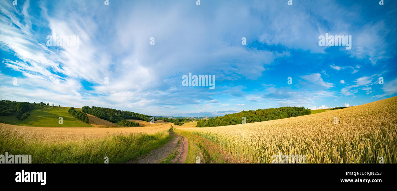 Panorama von Weizen Feld am Morgen in Kansas Stockfoto