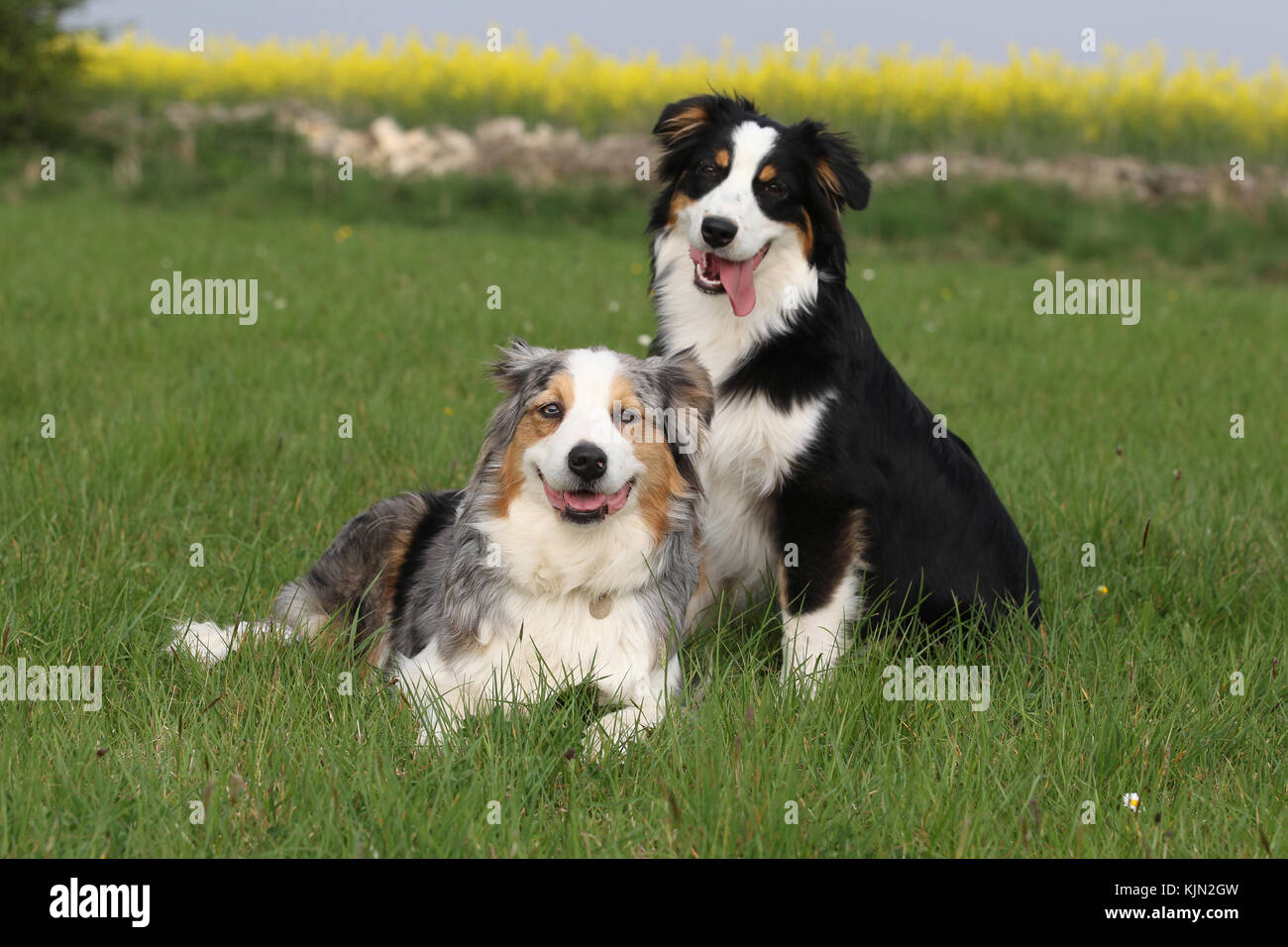 Shepherd - Australian Australian Shepherd Hunde zusammen in einem Feld Blick auf die Kamera Stockfoto