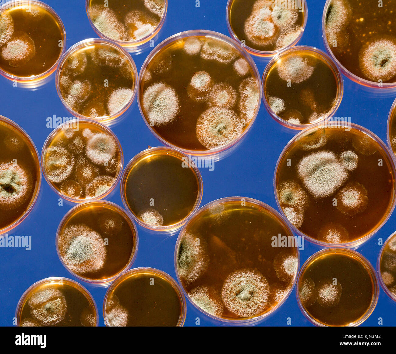 Petrischale mit Kolonien von Bakterien und Pilzen Stockfoto