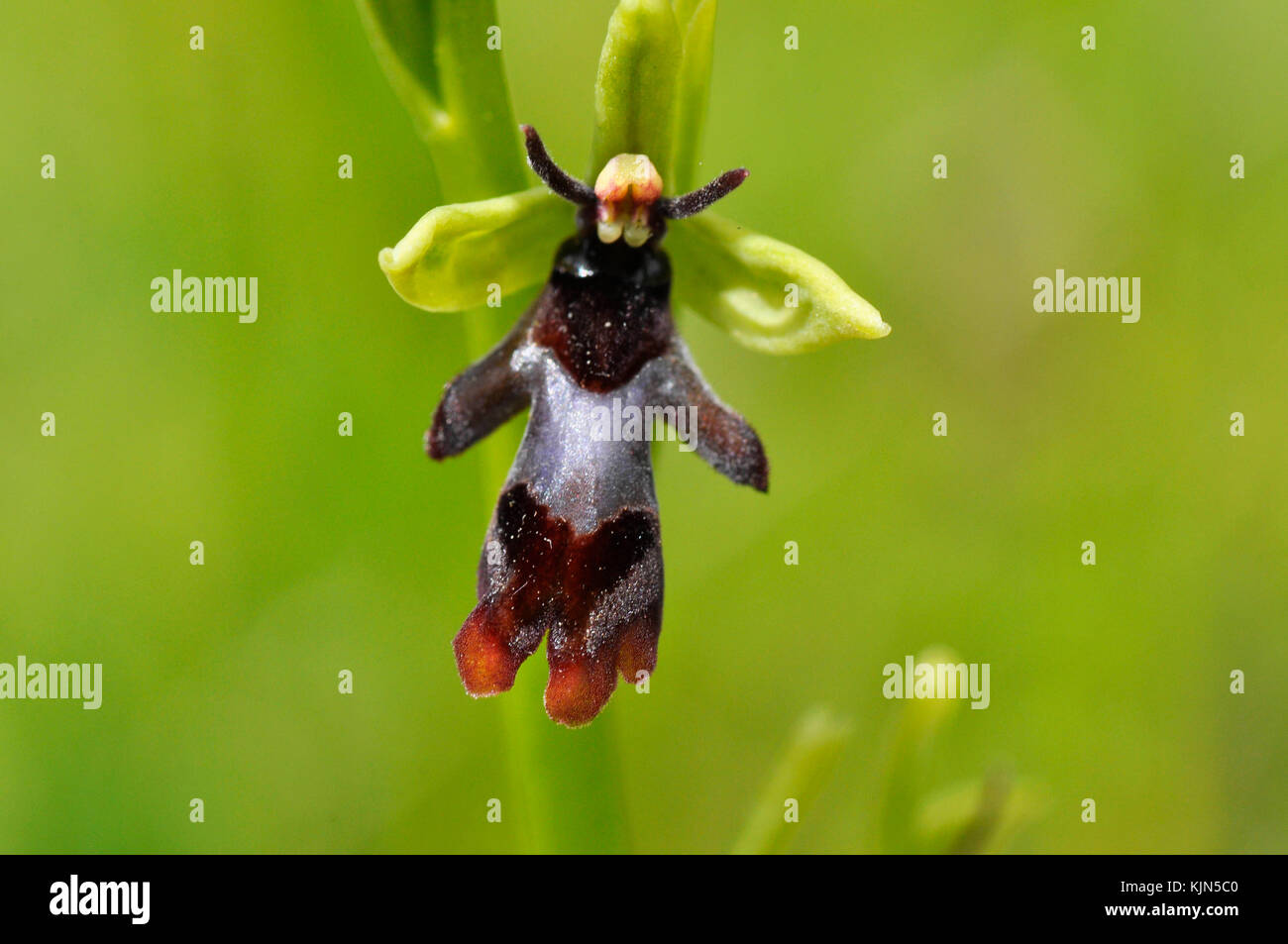 Fliegenorchidee 'Ophrys insectifera' wächst auf kalkhaltigem Boden, blüht Mai und Juni, Orchidee, gefährdet, Somerset, UK, Stockfoto