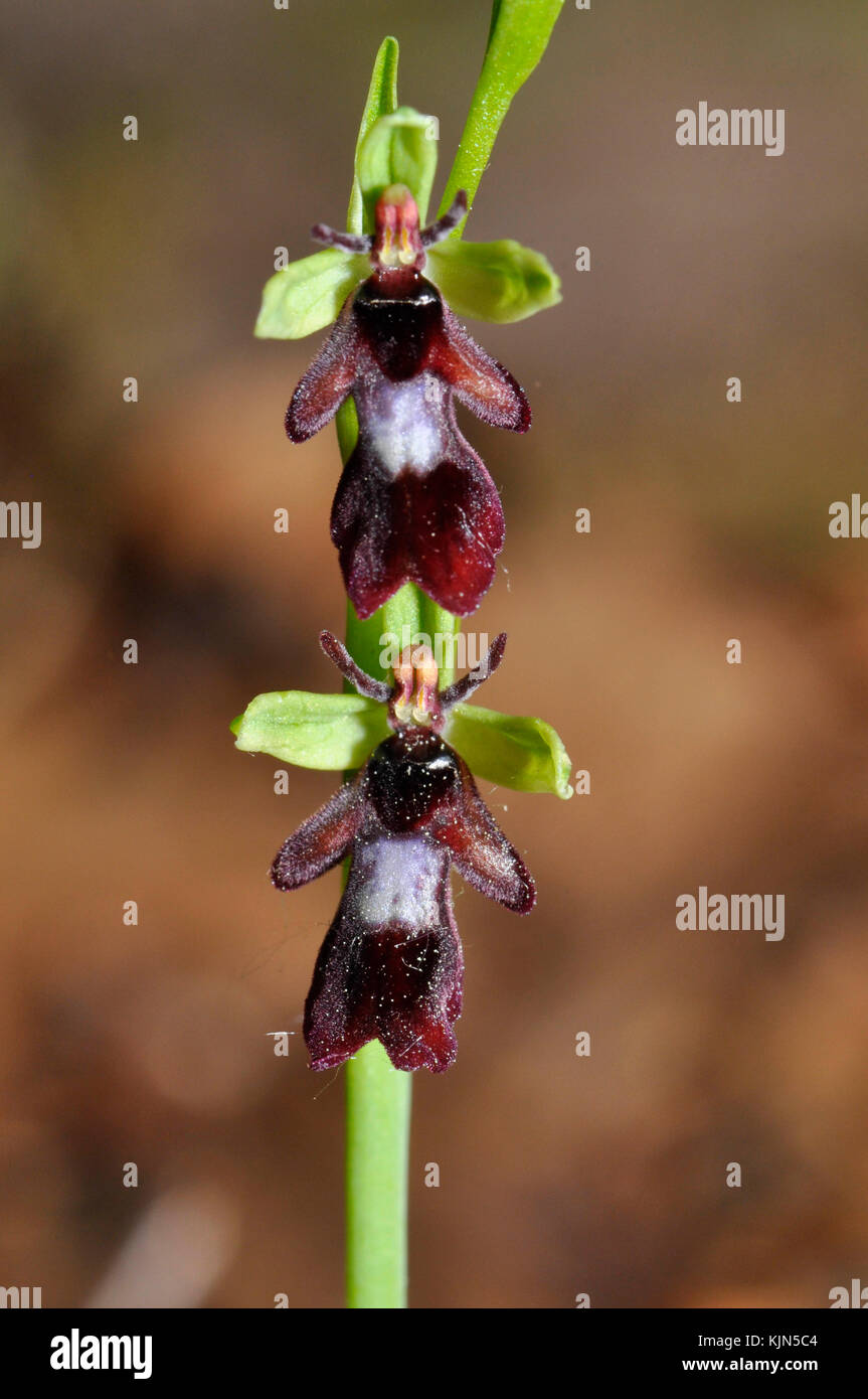 Fliegenorchidee 'Ophrys insectifera', wächst auf kalkhaltigem Boden, blüht Mai und Juni, Orchidee, verwundbar, Wiltshire, Großbritannien Stockfoto