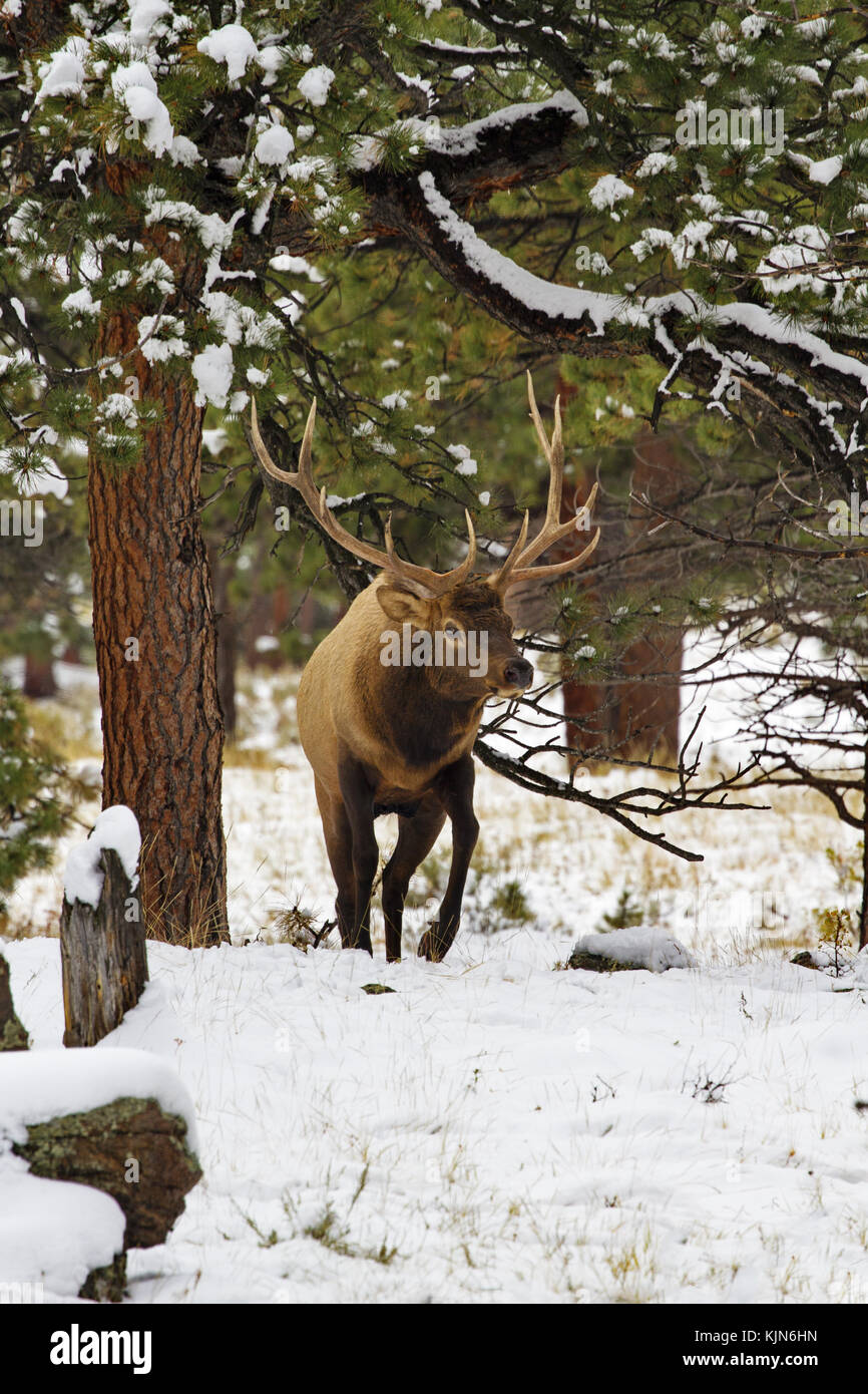 Bull elk Spaziergänge im Winter Schönheit durch verschneite Wälder des Rocky Mountain National Park in Colorado, United States. vertikale Foto mit Kopie Raum ein Stockfoto