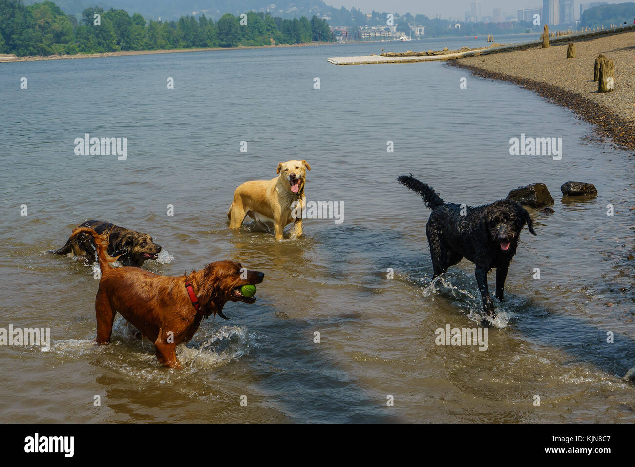 Hunde wollen einfach Spaß am Fluss haben Stockfoto