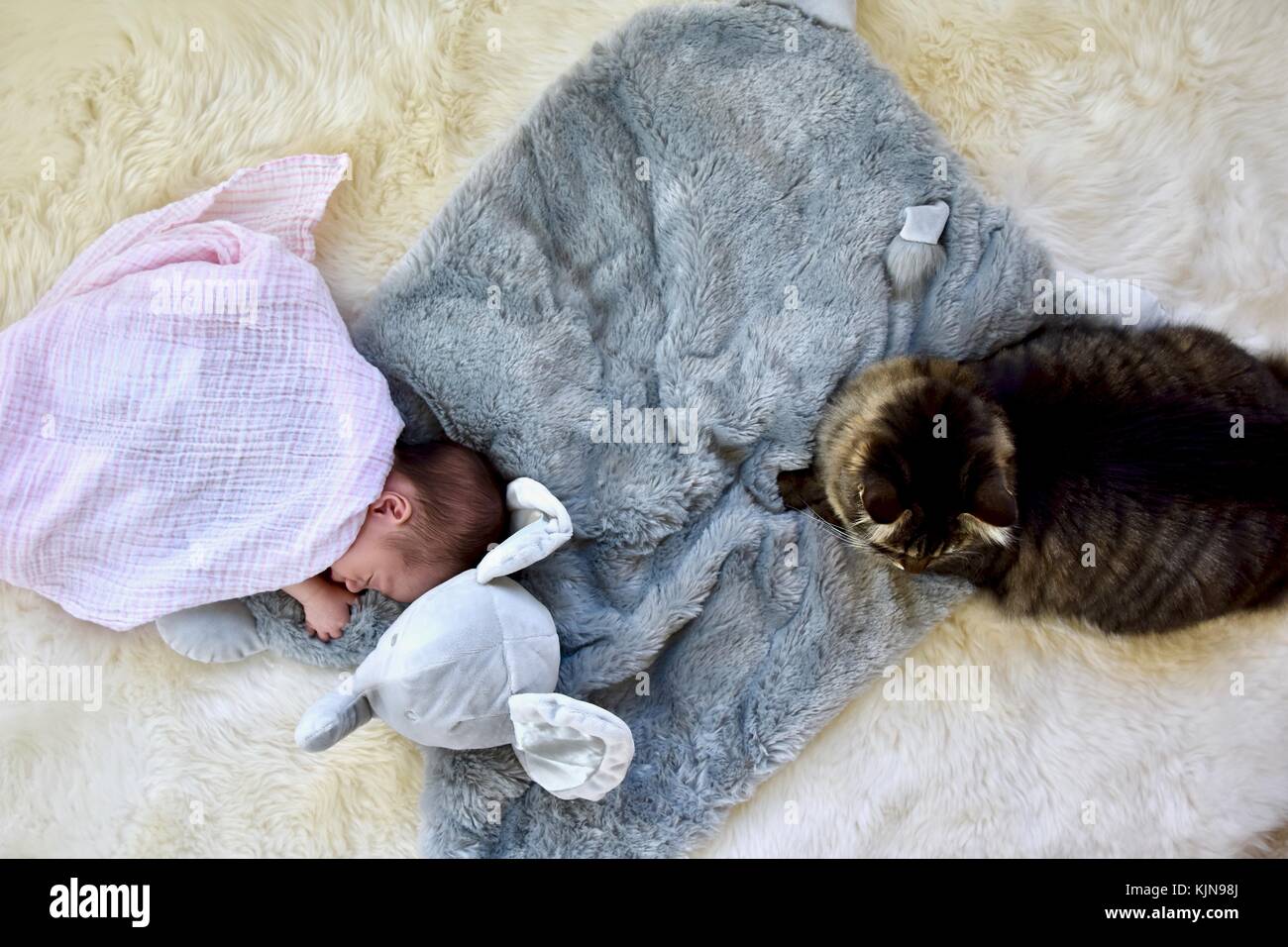 Neugeborenes Baby Festlegung neben Elefanten Decke und Katzen Stockfoto