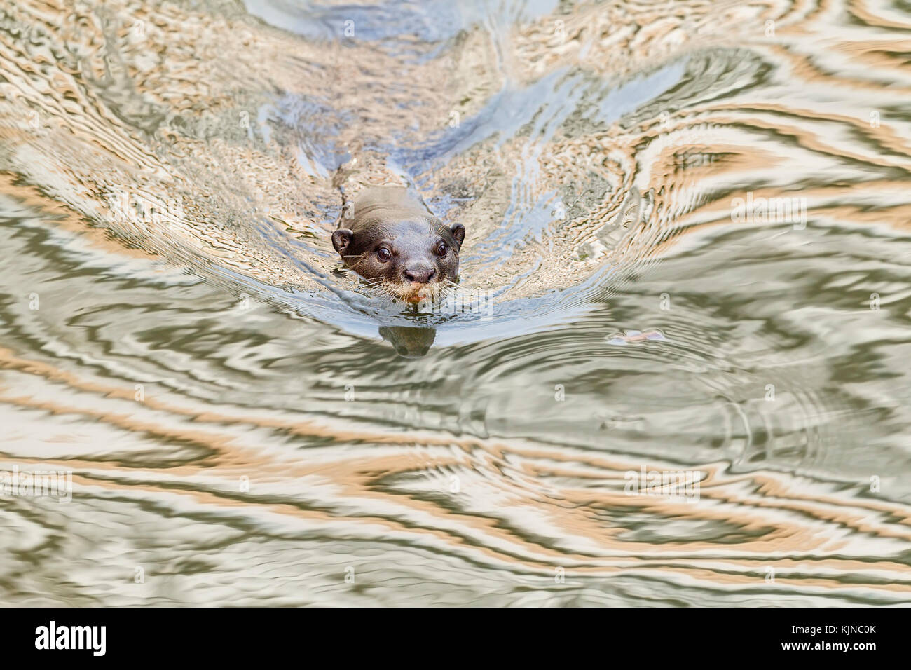 Glatte beschichtete Fischotter (Lutrogale perspicillata), Singapur Stockfoto