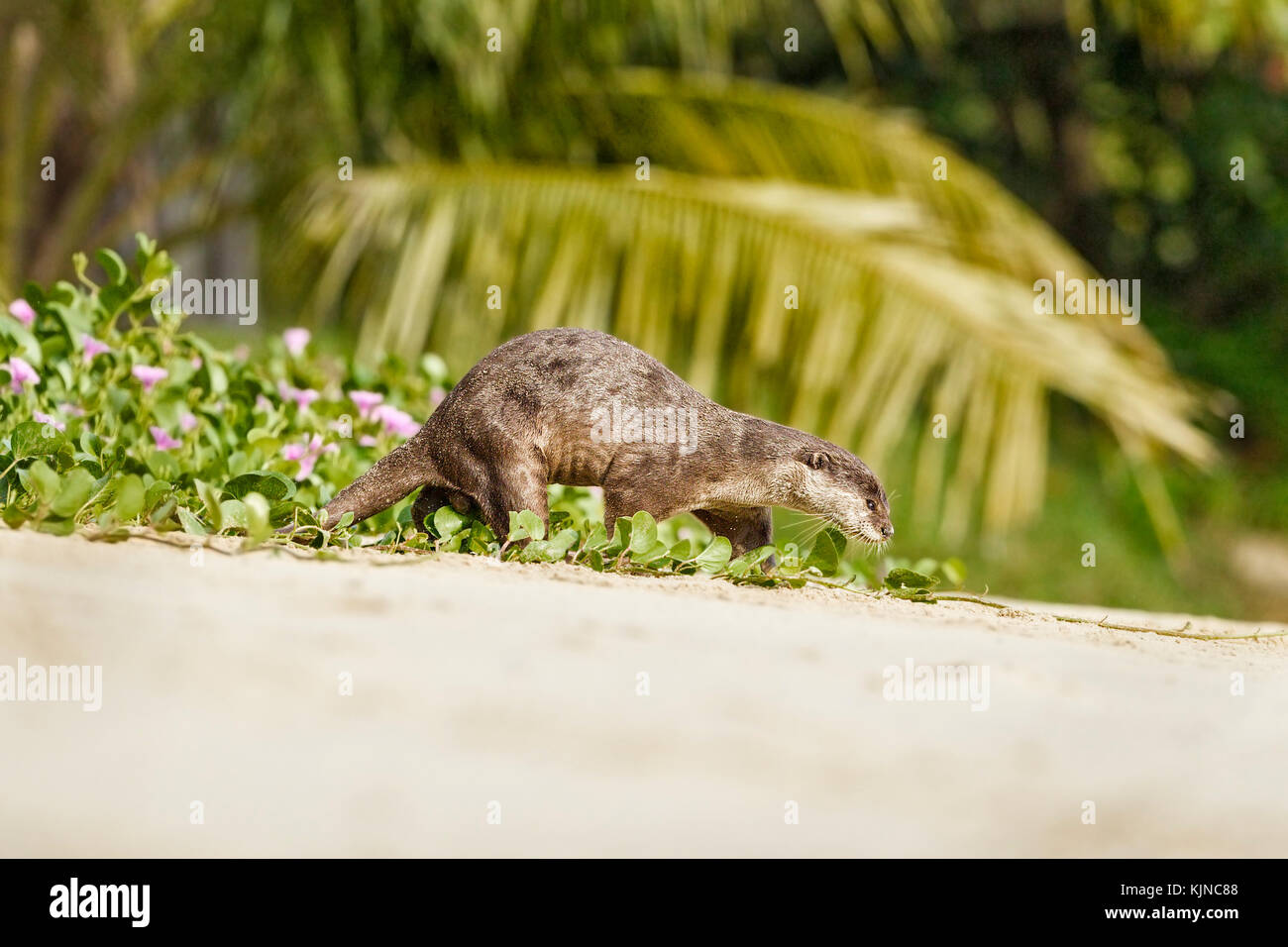 Glatte beschichtete Fischotter (lutrogale perspicillata), Singapur Stockfoto