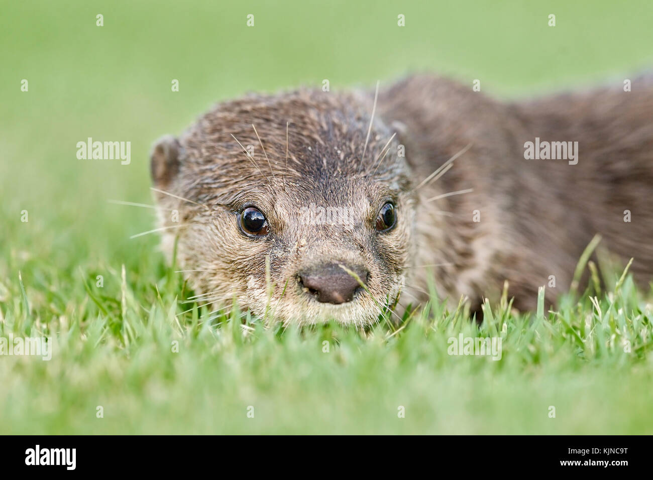 Glatte beschichtete Fischotter (lutrogale perspicillata), Singapur Stockfoto