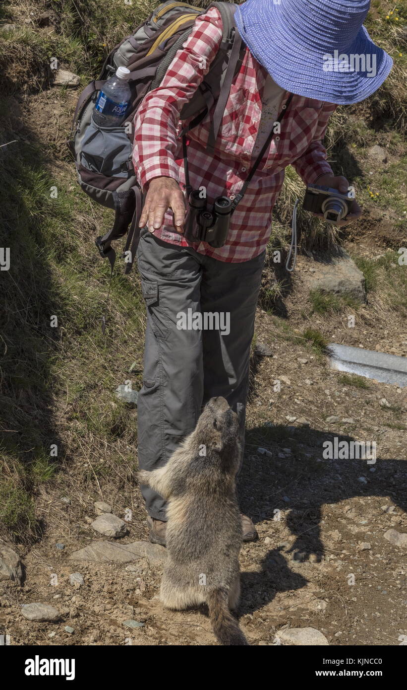 Alpine Marmot, marmota marmota, hoffend, gefüttert zu werden, hoch in den Schweizer Alpen. Stockfoto