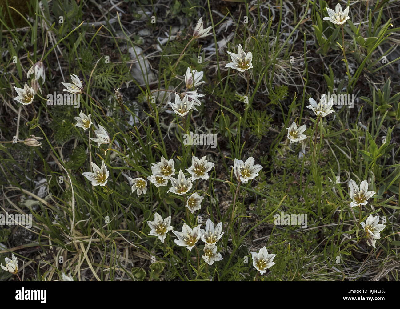 Snowdon-Lilie, Gagea serotina, blühend in den hohen Schweizer Alpen. Stockfoto
