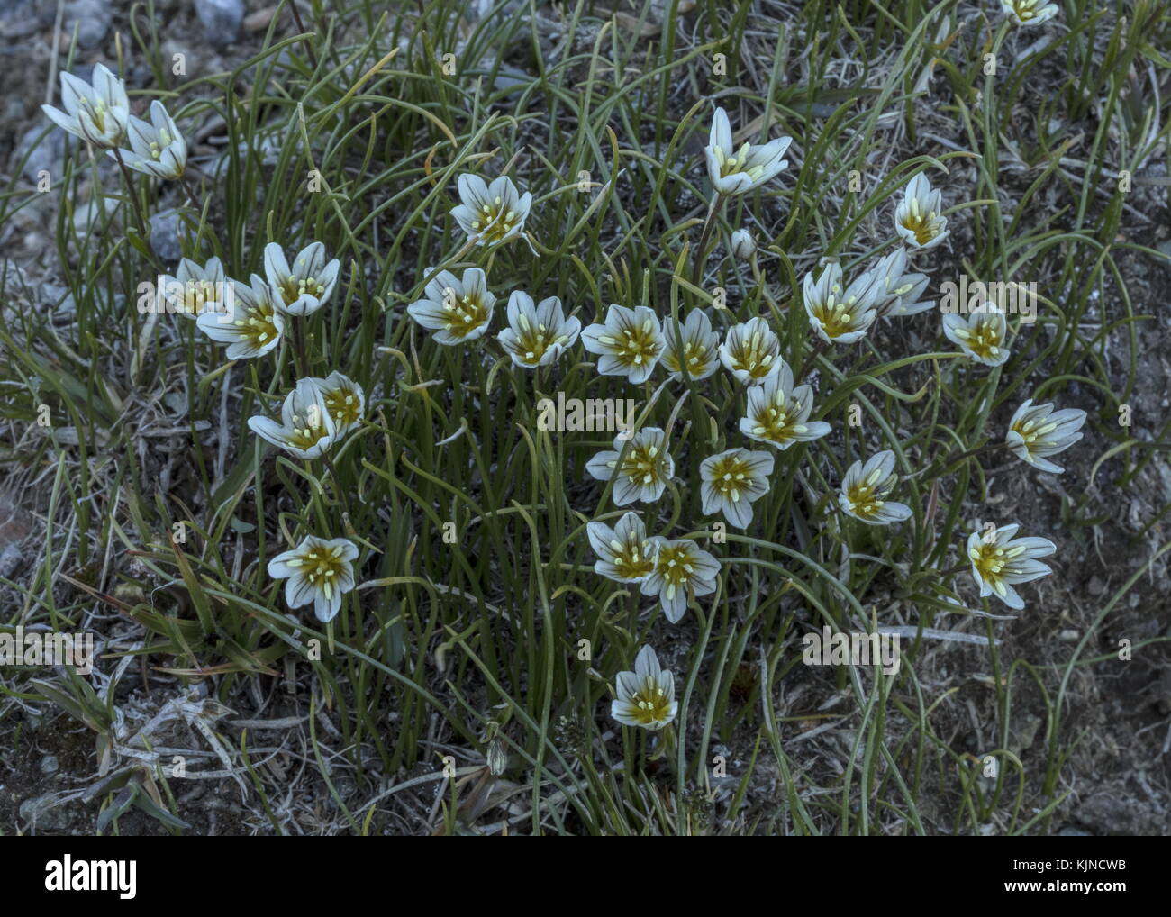 Snowdon-Lilie, Gagea serotina, blühend in den hohen Schweizer Alpen. Stockfoto