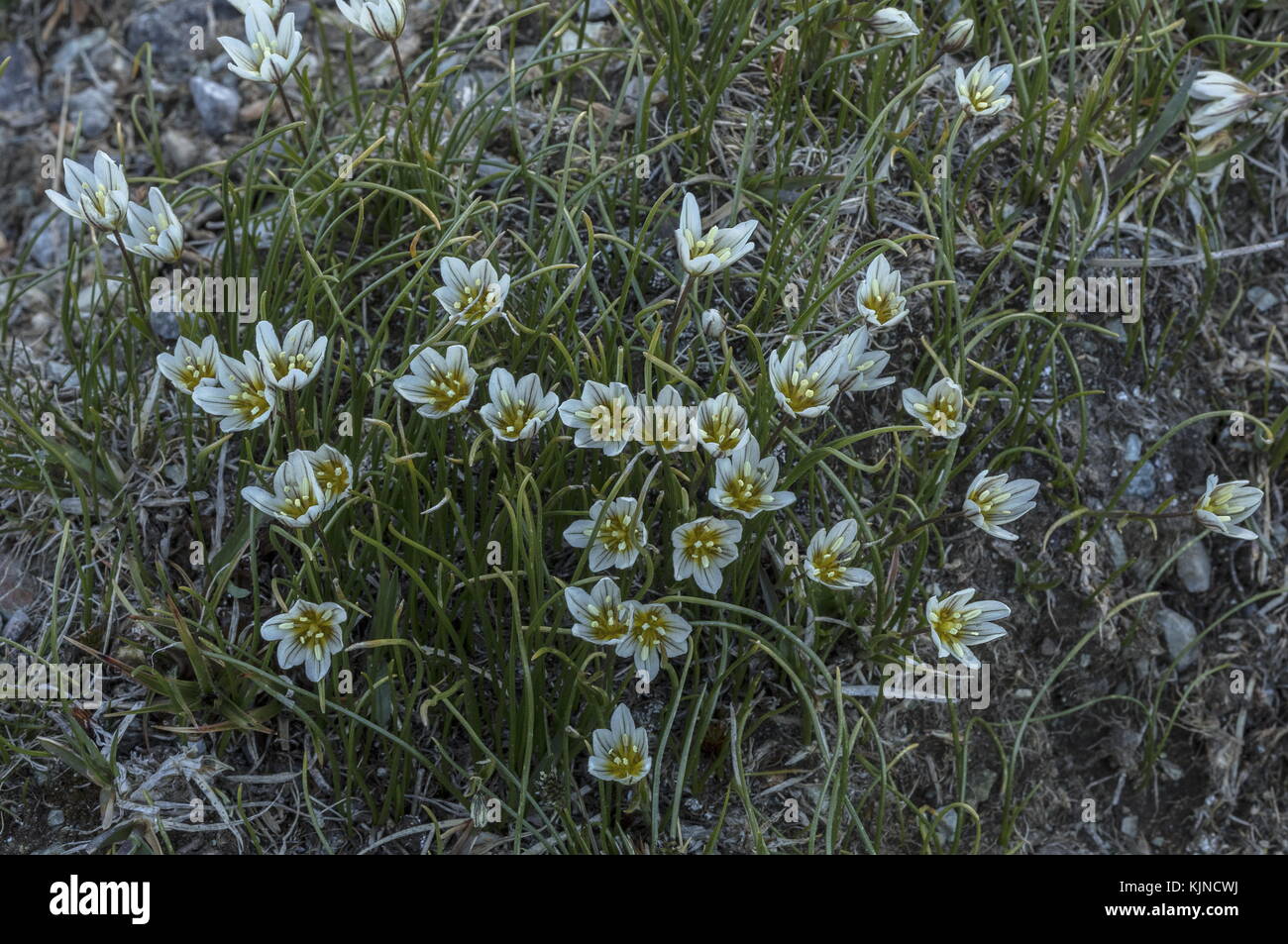Snowdon-Lilie, Gagea serotina, blühend in den hohen Schweizer Alpen. Stockfoto