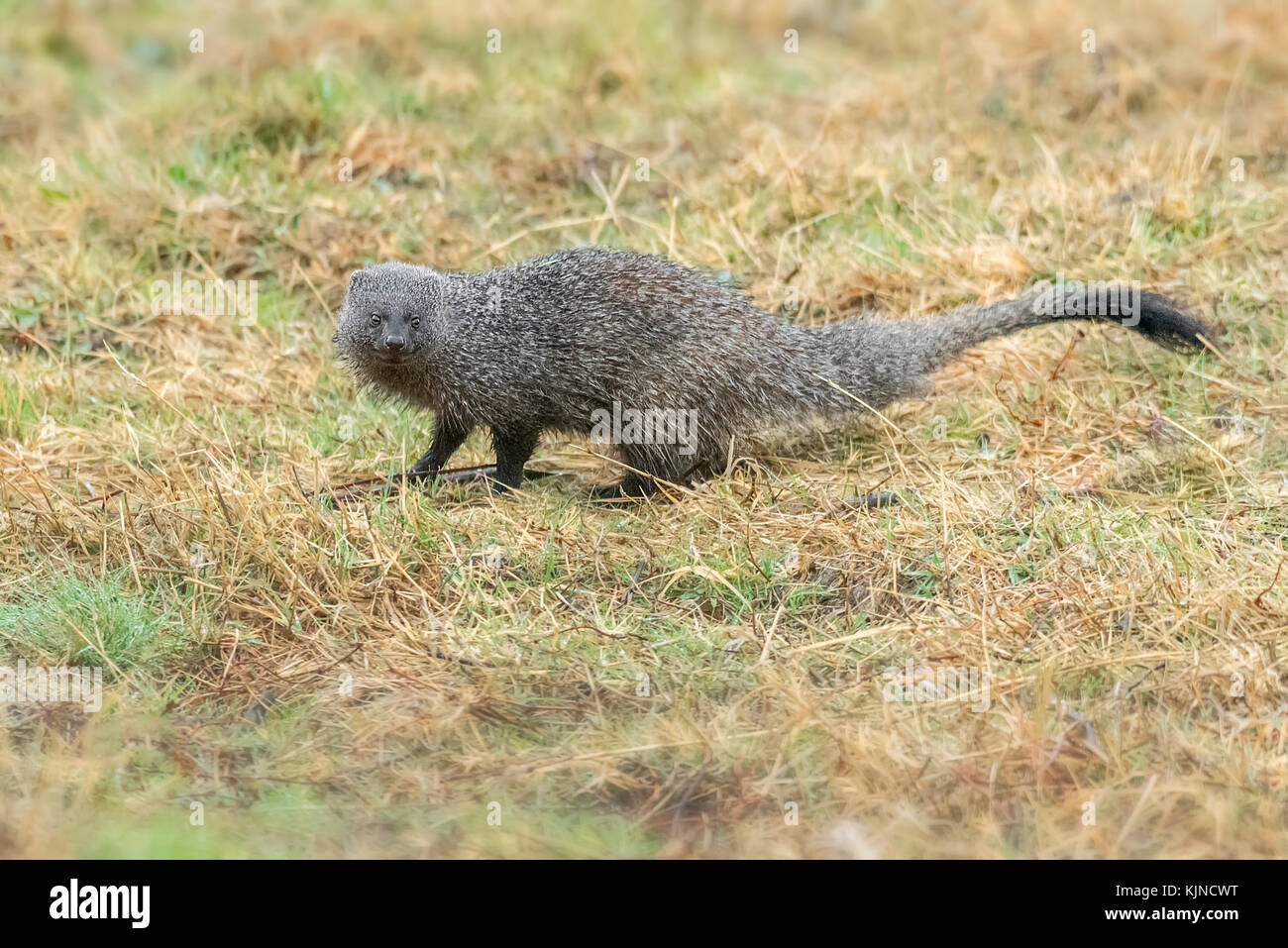 Ichneumon Mongoose Herpestes Ichneumon Stockfotos und bilder Kaufen