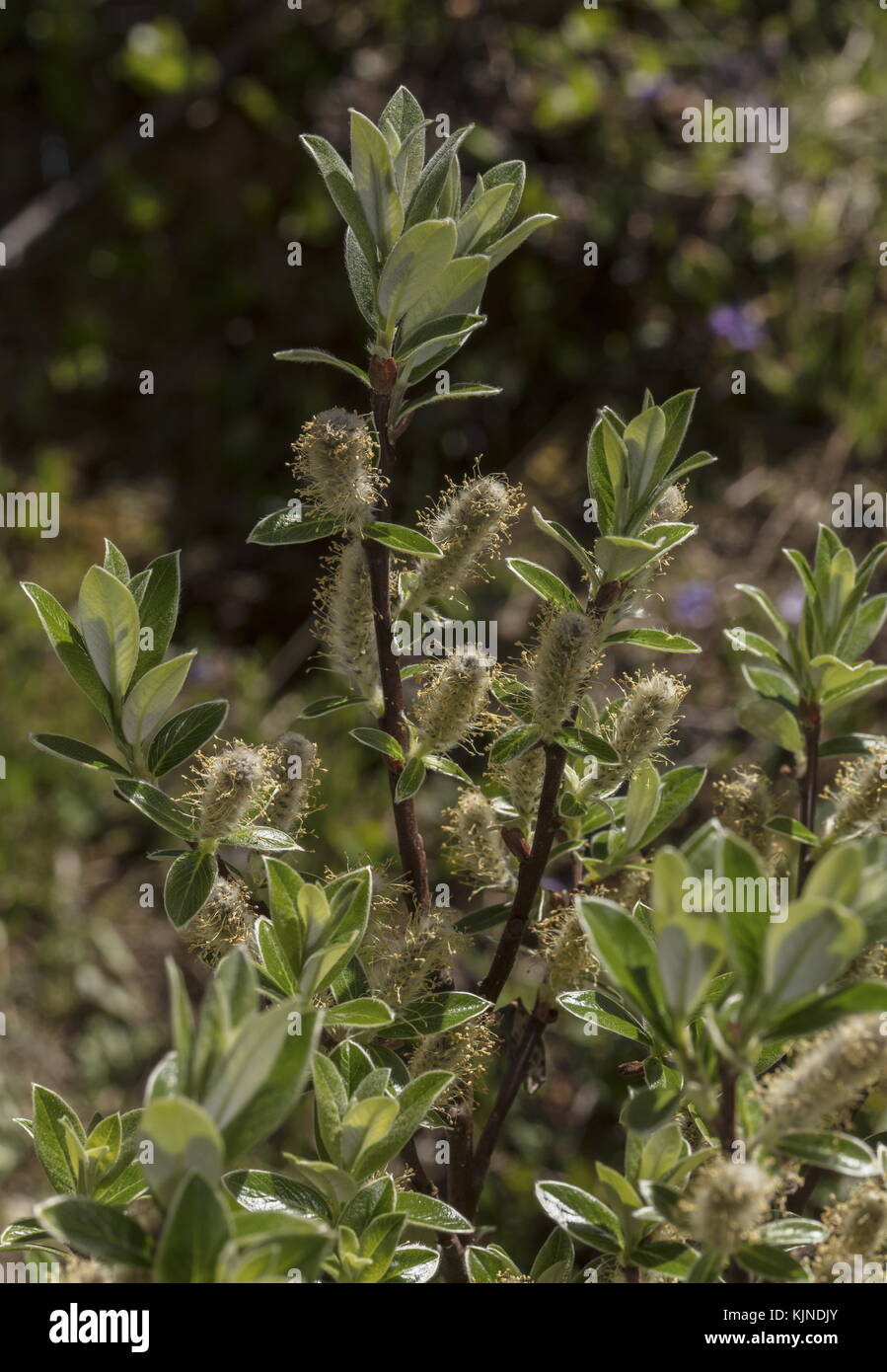 Schweizer silberweide Fotos und Bildmaterial in hoher Auflösung Alamy