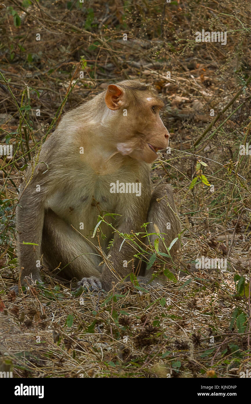 Ein erwachsener Bonnet macaque im Schatten sitzen Stockfoto