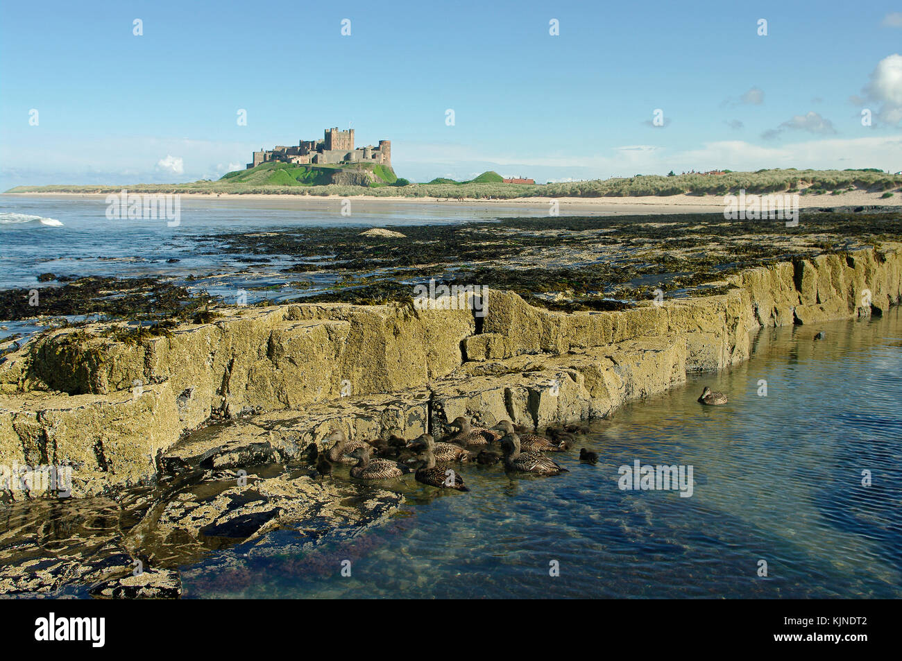 Eder Enten und Bamburgh Castle Stockfoto