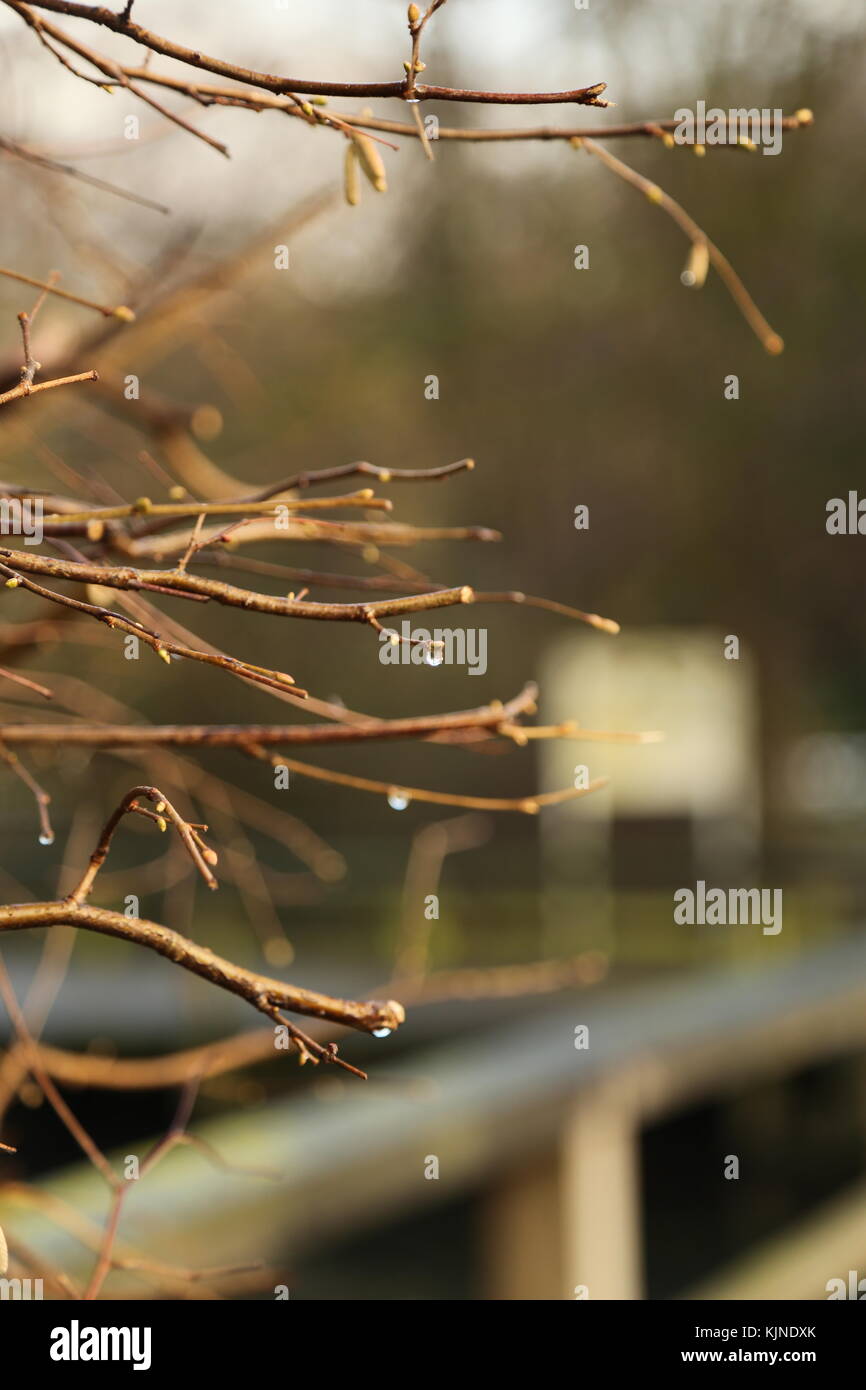 Wassertropfen und natürlichen Rastplätze auf den Ast Stockfoto