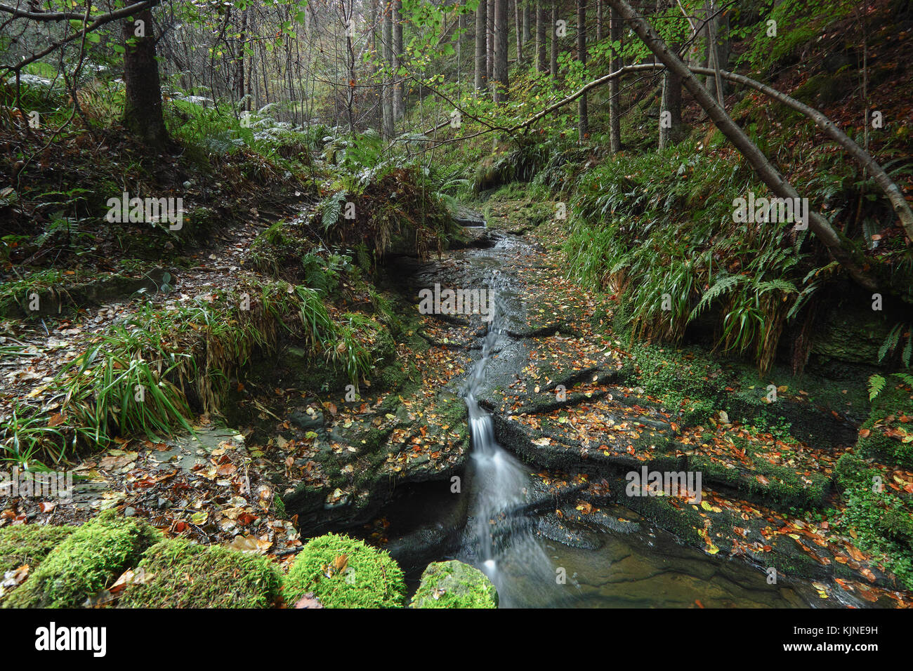 Ein kleiner Nebenfluss nach unten fließt durch Hamsterley Forest, County Durham North East England in einem kleinen Wasserfall im Herbst ihren Höhepunkt fanden. Stockfoto