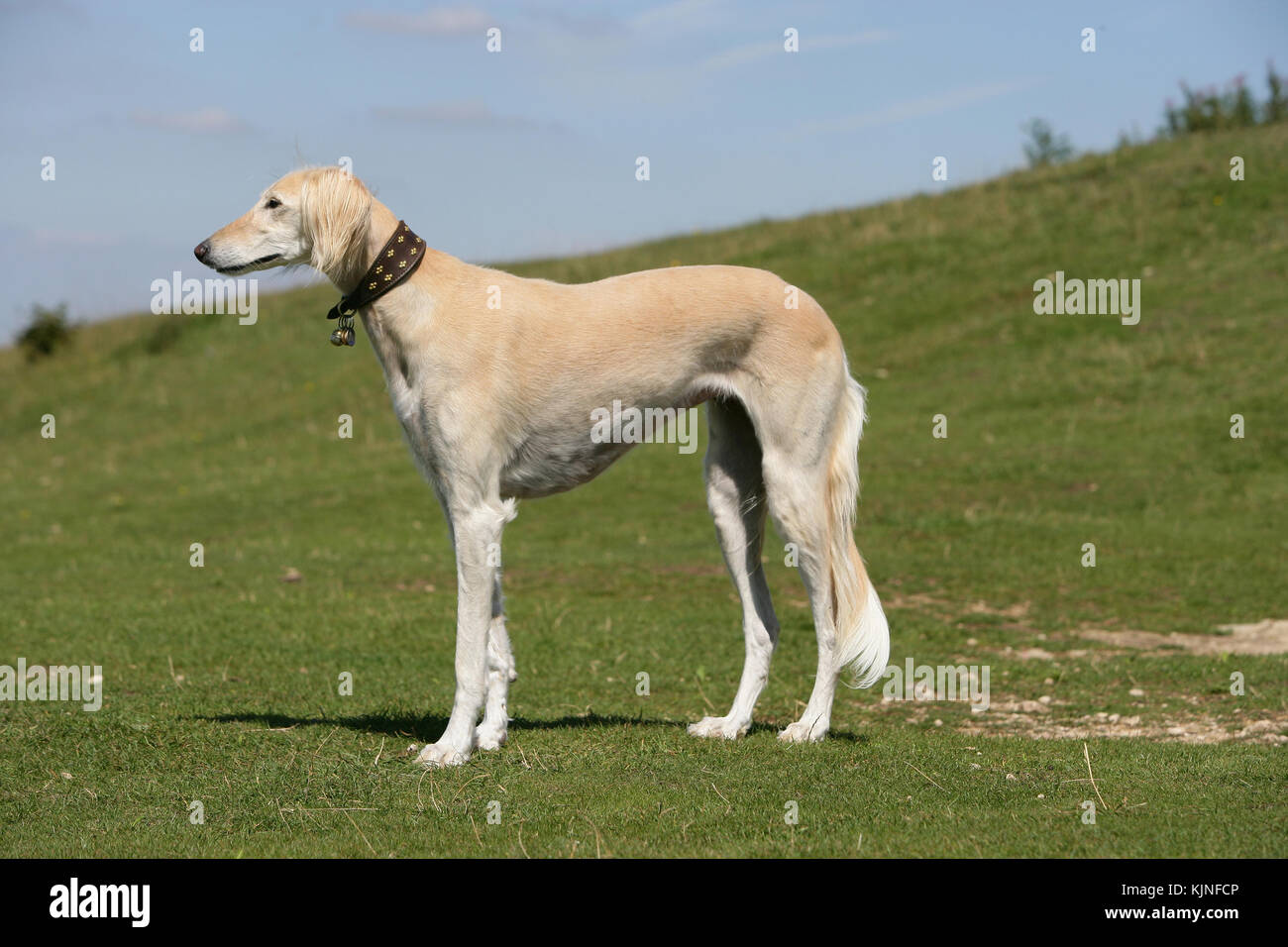 Arabische saluki -Fotos und -Bildmaterial in hoher Auflösung – Alamy