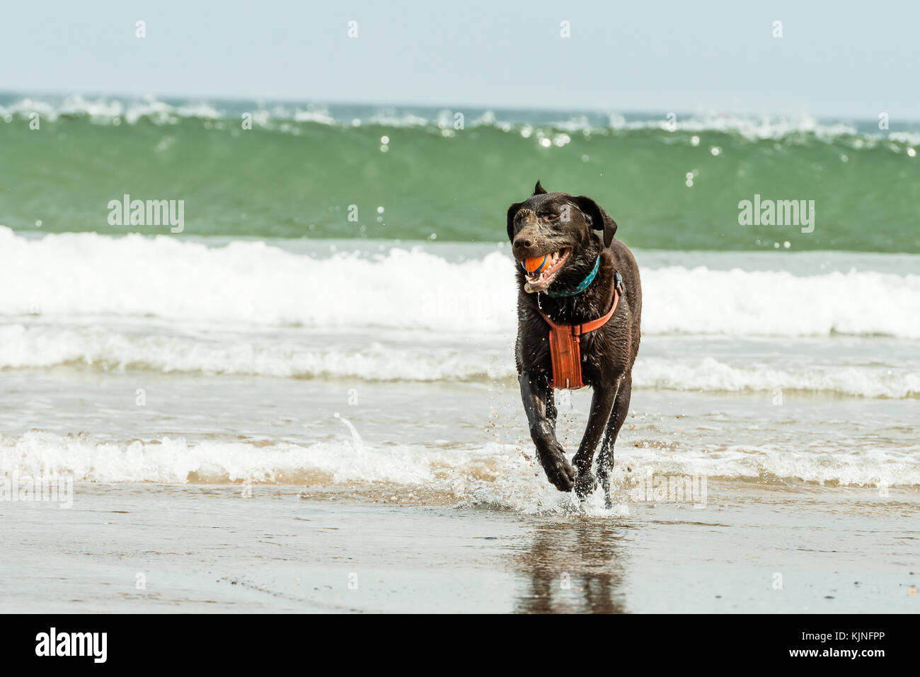 Hund läuft am Strand mit einem Ball im Mund in Sandsend, Whitby, Großbritannien Stockfoto