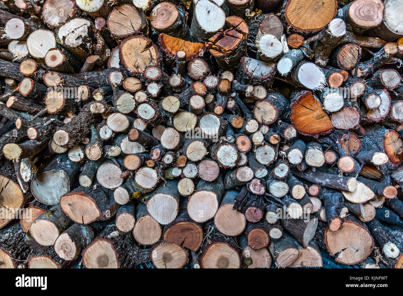 Stapel von geschnittenen Brennholz bereit für den Winter Stockfoto