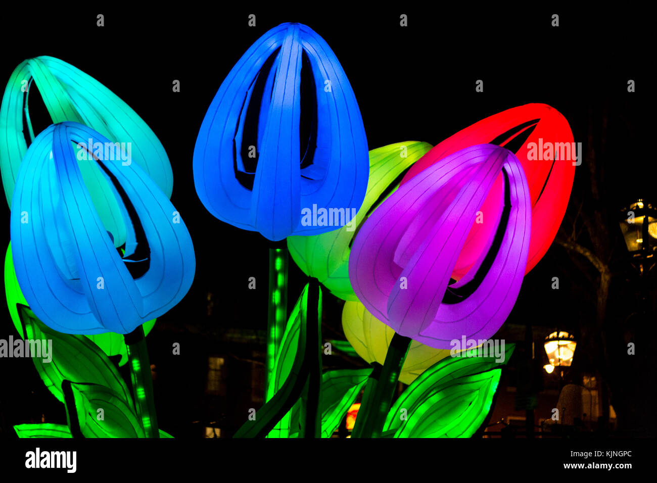Amsterdam, Niederlande – 14. Januar 2017: Tulpen bei Nacht beim Amsterdam Light Festival Stockfoto