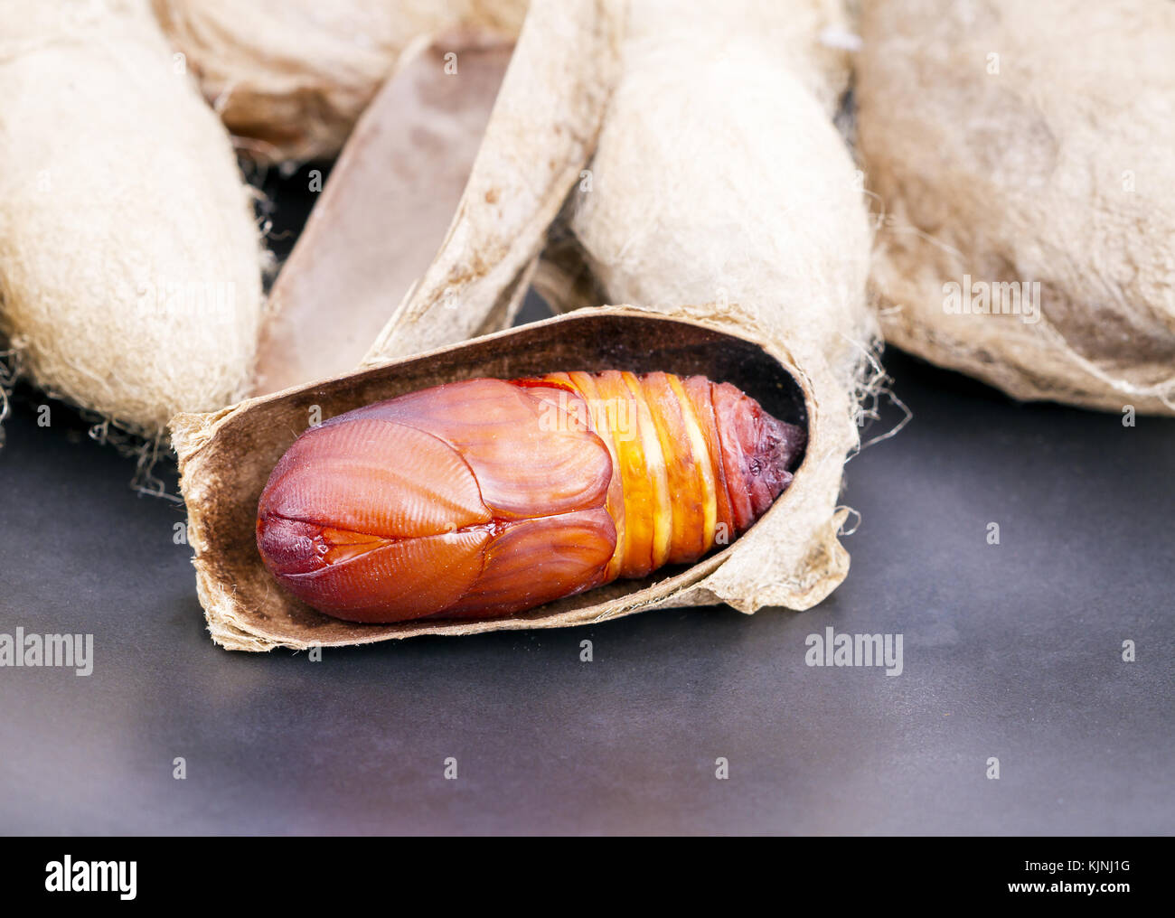 Der riese Atlas moth geschlossen (attacus Atlas) chrysalis oder Puppe Stockfoto