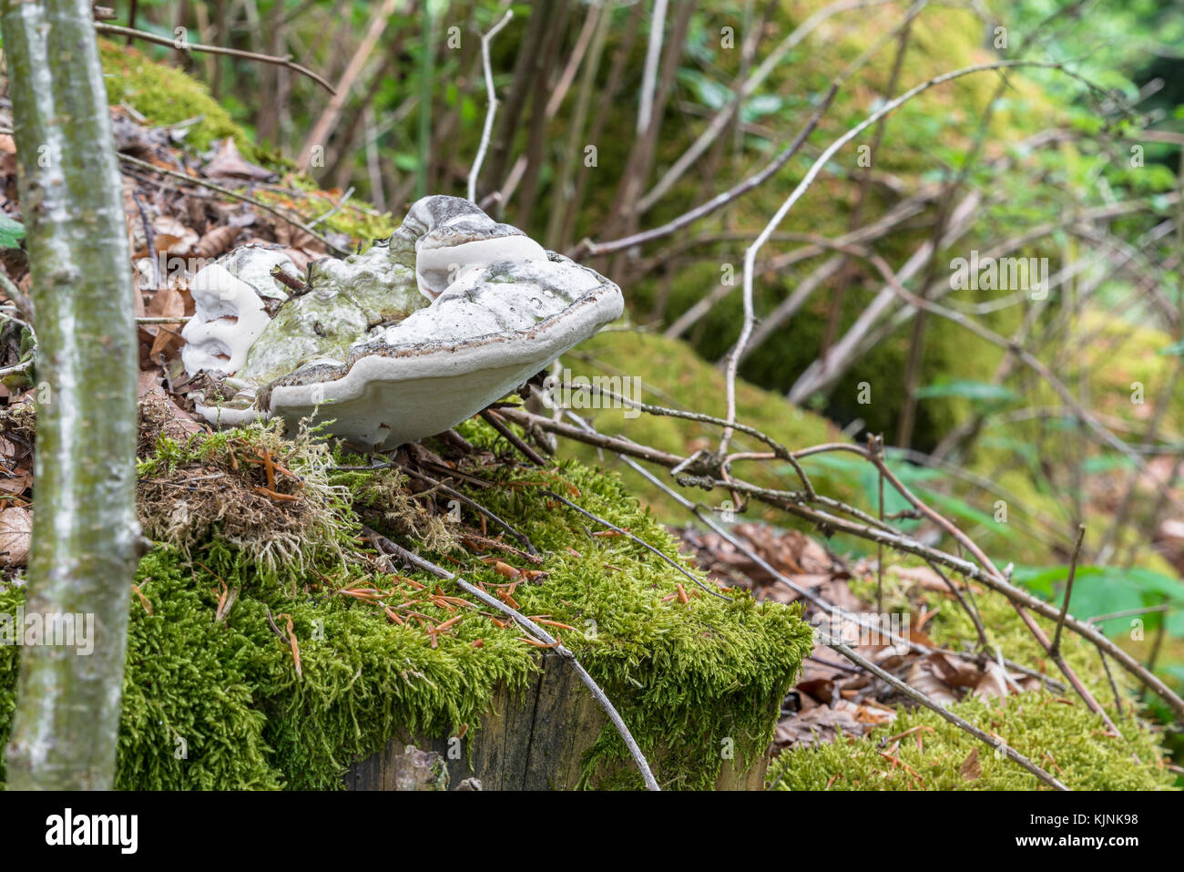 Weiß baum Pilz auf einem bewachsenen Stein mit Moos Stockfoto
