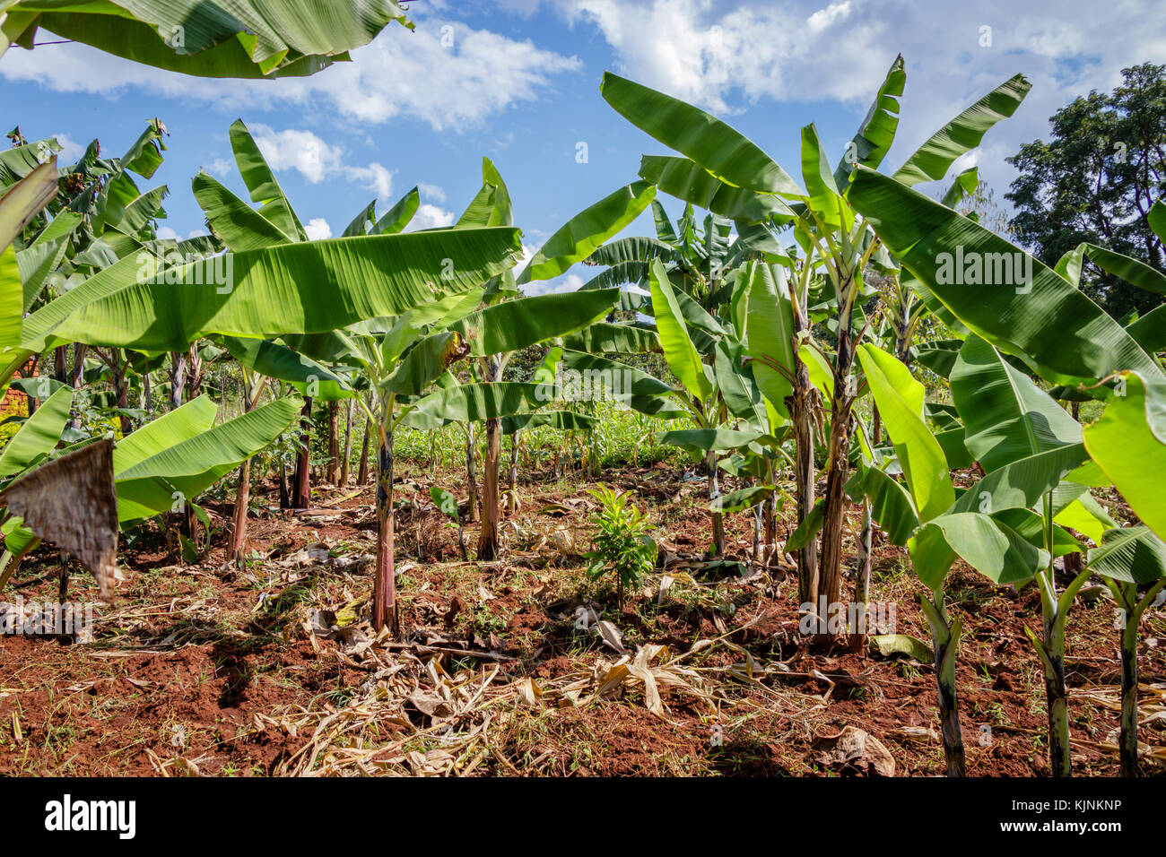 Bananenplantage in Uganda - die Perle Afrikas. Diese Plantagen sind in den umliegenden Dörfern um Mbale in der Nähe Mount Elgon Stockfoto