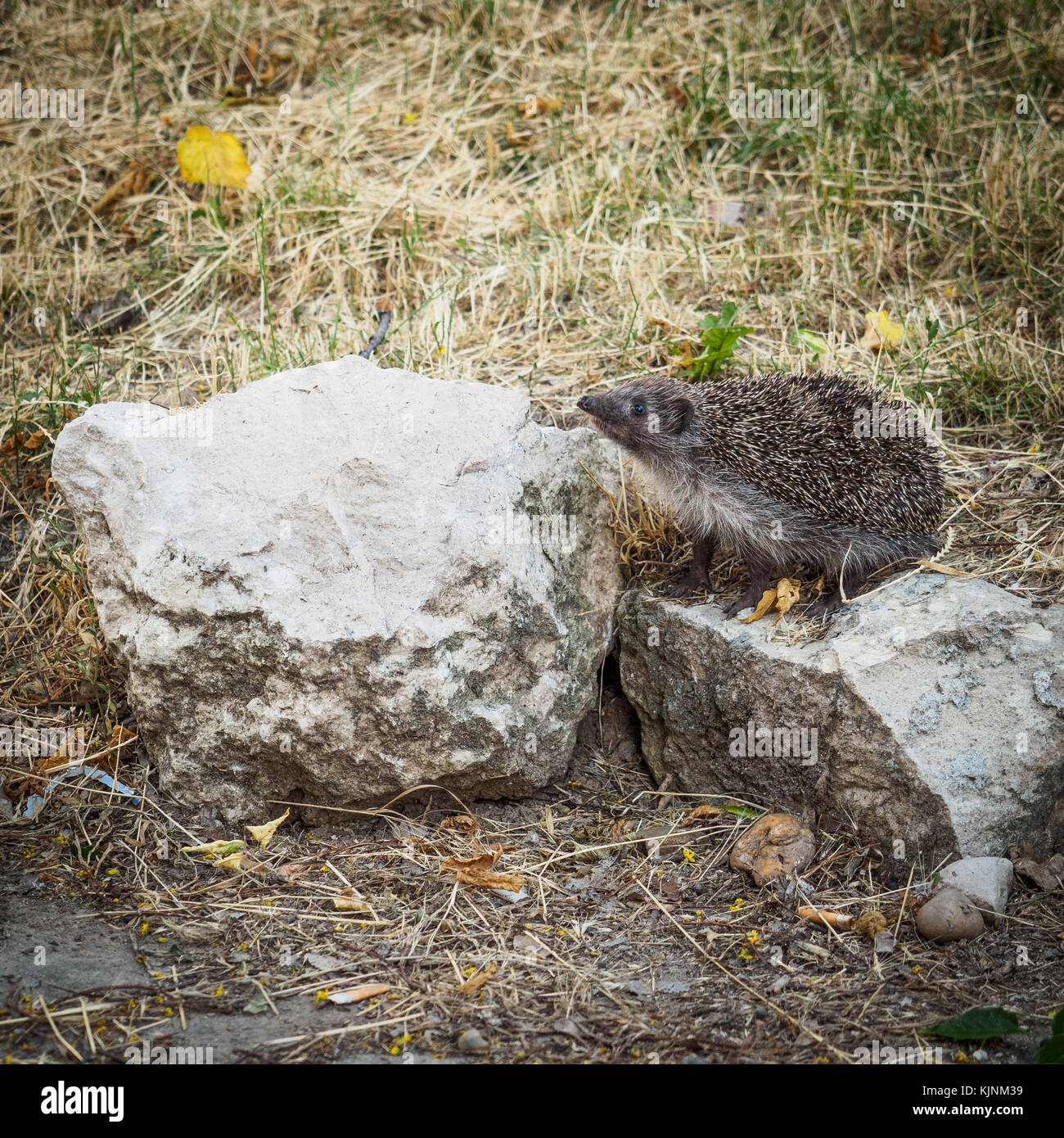 Igel in einem Stadtpark. Quadratischen Format. Stockfoto