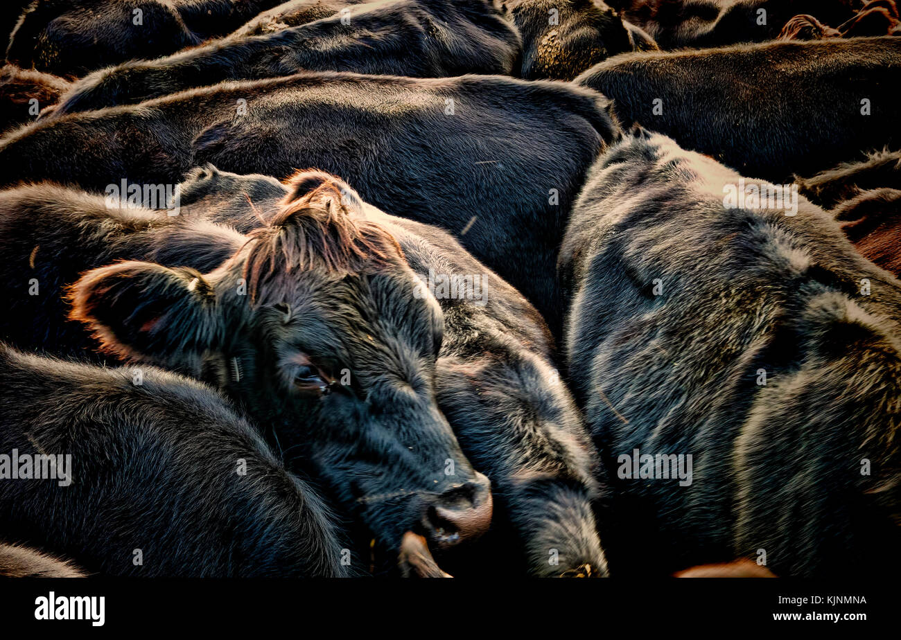 Eine Herde von Kühen eng in den späten Sonnenschein mit einem Kopf gruppiert dominierenden Stockfoto