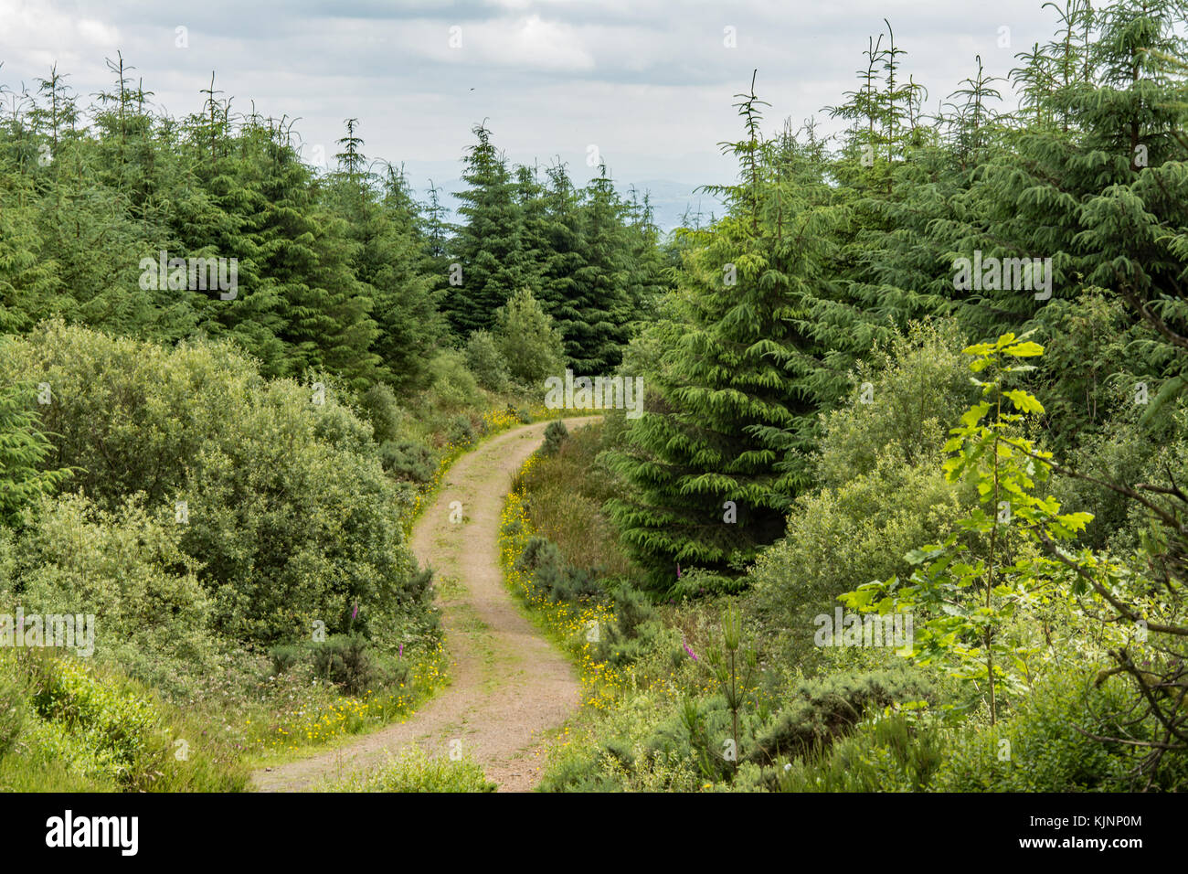 Weg in einem Wald an einem Sommertag - Hügel in Irland Stockfoto