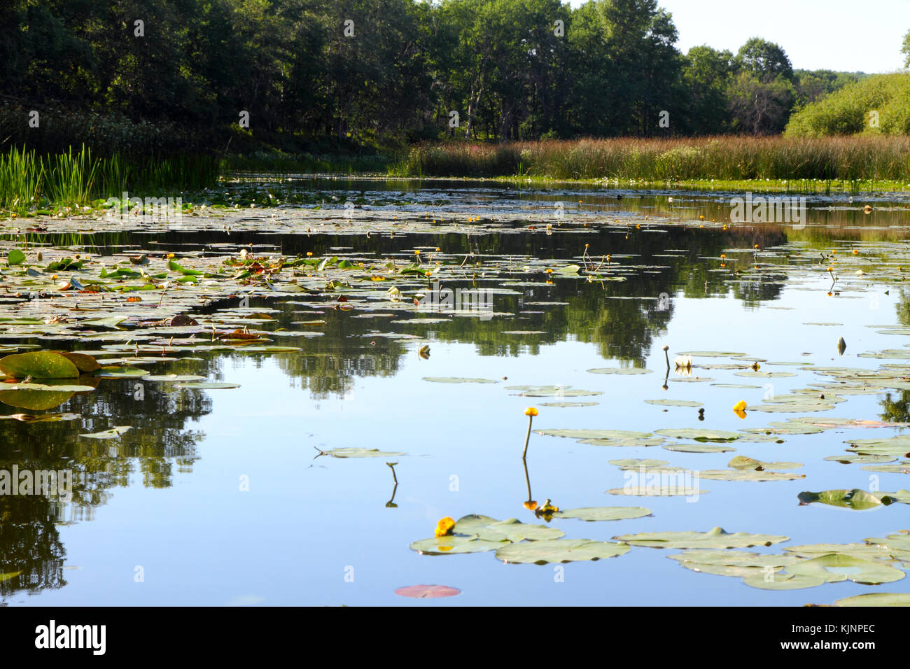 Stille Wald See mit Seerosen an einem sonnigen Tag. Stockfoto