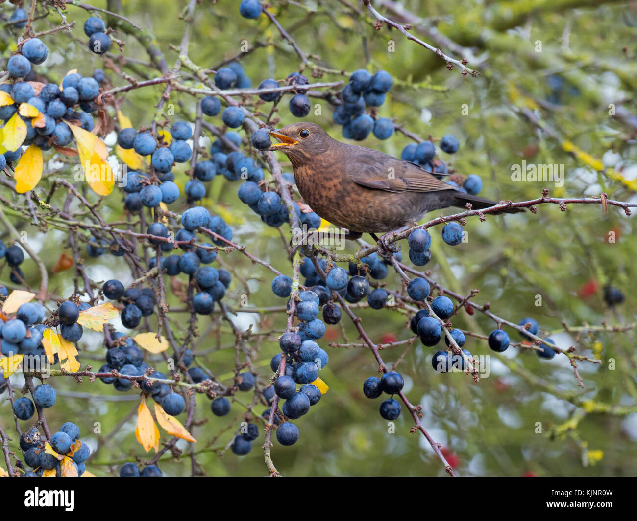 Amsel Turdus merula Weibchen mit schlehe Berry im blackthorn Hedge Norfolk Stockfoto