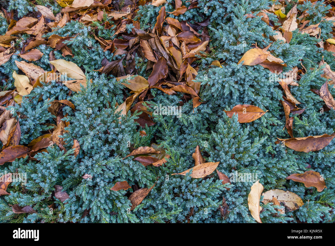 Gestürzte braune Blätter liegen auf einem immergrünen Busch. Stockfoto