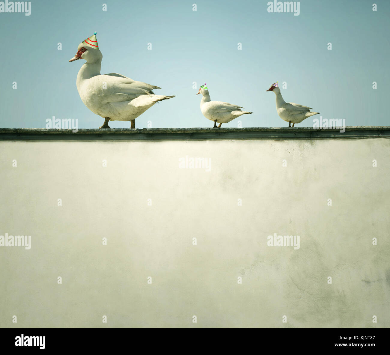 Mutter Ente mit ihren beiden Welpen gehen auf einer einzelnen Aktenlinie auf dem Vorsprung Stockfoto