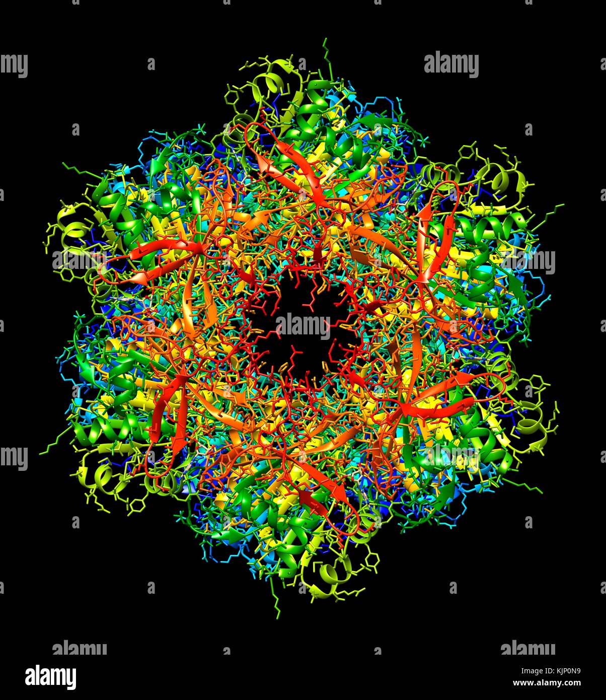 Bakterielle circadiane Uhr Eiweißmolekül. Computer Modell zeigt die molekulare Struktur des KaiC Protein gefunden in Cyanobakterien (Blaualgen). KaiC ist ein Protein, das durch die kaiC gen ausgedrückt und ist einer der drei wie Proteine, die für den Tag-Nacht-Rhythmen in diese Bakterien notwendig sind. Circadiane Rhythmen sind biologische 'Uhren' mit einer Frist in der Dauer in der Nähe der 24 Stunden, die Schlaf- und Fütterung Muster in Tiere regulieren. In Bakterien, sie sollen helfen, die Zellteilung regulieren. Stockfoto