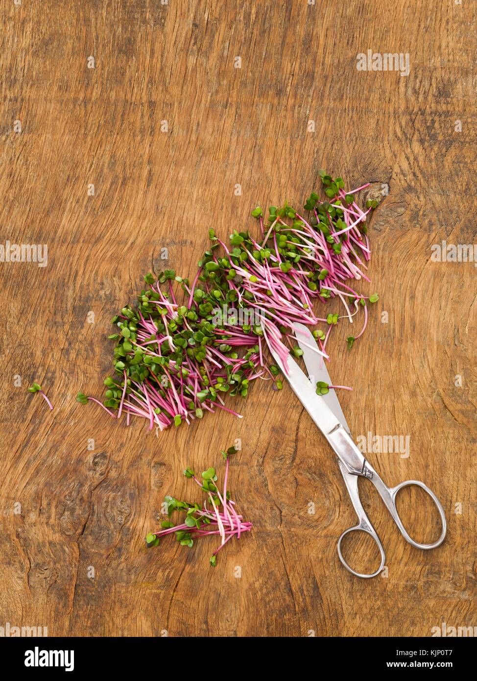 Keimen rose Rettich und Schere. Stockfoto