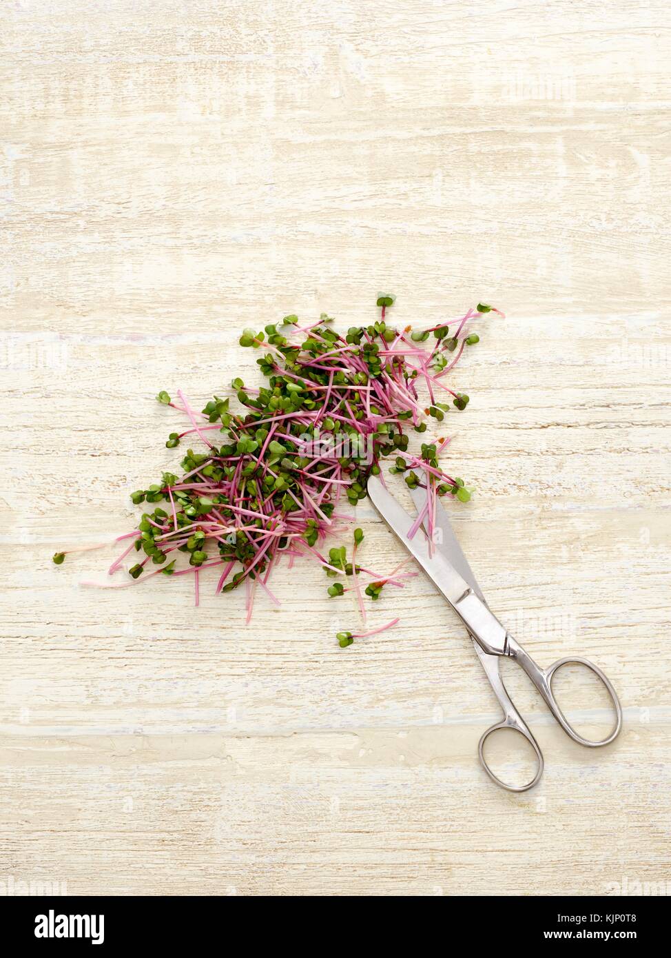 Keimen rose Rettich und Schere. Stockfoto